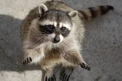 Borough to Participate in Oral Raccoon Rabies Baiting Project