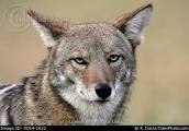 Living with Coyotes....Have You Seen One in Your Neighborhood? Join us on September 27